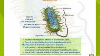 Prokaryotic And Eukaryotic Cells [upl. by Anovad]