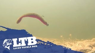 How to Fish a Worm for Bass [upl. by Jamnis]