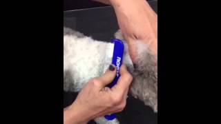 How to flea comb your dog [upl. by Hartman]