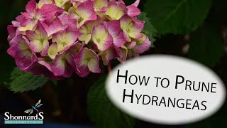 The Basics of Hydrangea Pruning [upl. by Doroteya]