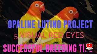 LUTINO OPALINE PROJECT WITH 5 VISUAL RED EYES HOW TO SUCCEED IN THIS PROJECT BREEDING [upl. by Victoir]