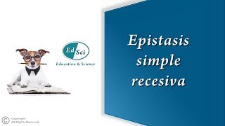 Epistasis simple recesiva 🔵 [upl. by Gnuhp]