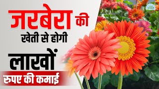 जरबेरा की खेती से Profit ही Profit  Transvaal Daisy Farming । Gerbera cultivation [upl. by Ahsilahk281]