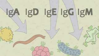 Video 15 Ig Antibodies and Immunoglobulin Function [upl. by Nroht]