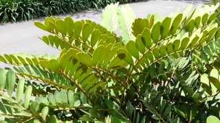 Zamia furfuracea  Cardboard Palm  Jamaican Sago  Mexican Cycad HD 01 [upl. by Lecram520]