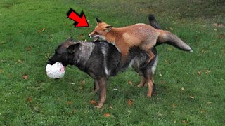 Wild fox cub and domestic dog grew up together Now they are inseparable [upl. by Esital872]