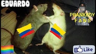 DOS RATAS PELEANDO POR UN CHURRO CON MÚSICA DE FONDO DE LINKIN PARK FULL HD 4K 60FPS [upl. by Ddat]