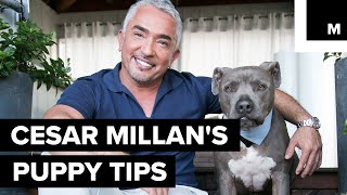 Cesar Millans puppy tips [upl. by Hcurab8]