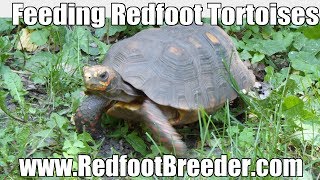 Feeding Redfoot Tortoises  Their Core Diet [upl. by Hyman]