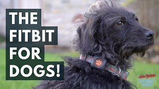 Pitpat Review the Fitbit for dogs [upl. by Ahsircal]