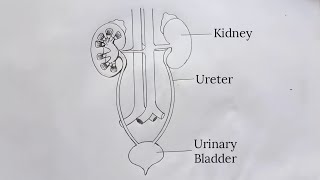 How to draw human excretory system in easy steps Life processes  Biology ncert class 10 Science [upl. by Linet]