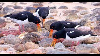 Eurasian Oystercatchers Haematopus ostralegus Piping Display [upl. by Ramar]