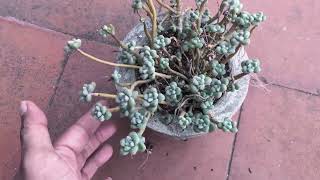 BEAUTIFUL TRANSFORMATION OF GRAPTOPETALUM MENDOZAE SUCCULENT CARE TIPS [upl. by Naomi871]