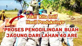 Produk Hasil Budidaya Tanaman Jagung Dengan Luas Lahan 40 Are Dan Bibit Jagung 8kg [upl. by Salter]