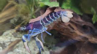 Cherax acrobat pulcher [upl. by Elbert]