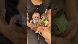 animals cutebaby memes trendingshorts monkey monkeybaby animal babycute socute funny [upl. by Smalley]