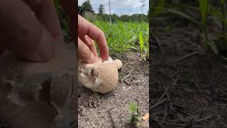 Scleroderma areolatum shortsviral videosatisfatorio fungos fungi [upl. by Anived]