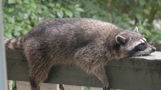 FUNNIEST RACCOONS and SQUIRRELS in the WORLD  Funny RACCOON amp SQUIRREL compilation [upl. by Ryun]