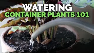 Watering Container Plants Everything You Need to Know  💦🌱 [upl. by Attah]