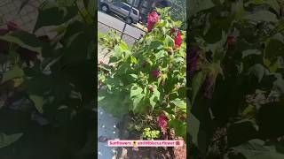 Sunflowers 🌻 and Hibiscus flower 🌺 from the garden 🪴 garden homegrown growyourownfood nature [upl. by Chenee226]