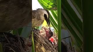 Mother Bird Only Feeds to One Chick – Yellowvented Bulbul Looks So Wet After Find New Food [upl. by Alieka62]