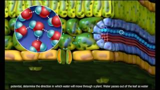 Plant Transport Xylem and Phloem Transpiration 3D Animation 720p [upl. by Margreta752]