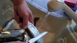 How to Prepare to Pickle Herring part 1 of 2 [upl. by Ibloc]