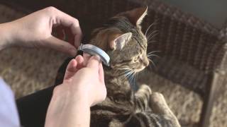 Seresto Cat Collar Application [upl. by Adnohr62]