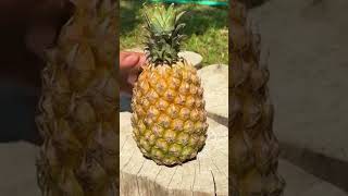 Peel and cut the pineapple agriculture fruit fruitcutting agrifood farming delicious [upl. by Notxam]