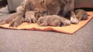 Nova Scotia Duck Tolling Retriever Puppies [upl. by Gerri]