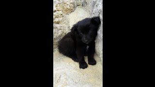 TOP FUNNY PUPPIES  dog videos cute puppies [upl. by Mackie432]