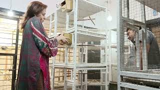 Gouldian Finches breeding setup birds aviary Lahore [upl. by How]