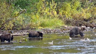 NO WONDER THE CUBS GROW FAST  Saw The Same Grizzly Bear Family On The Same River Fishing Part 2 [upl. by Mourant683]