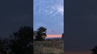 Barn owl at sunrise owl sunrise uk nature wildlife [upl. by Ayekal776]