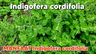 Indigofera cordifolia ‼️ HeartLeaf Indigo  MANFAAT NILA DAUN HATI indigofera HeartLeafIndigo [upl. by Ykcaj953]