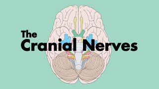 How to Remember the Cranial Nerves Mnemonic  MEDZCOOL [upl. by Berkly763]