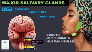 Major Salivary Glands amp their ductsParotid Submandibular Sublingual Anatomy [upl. by Neerak]