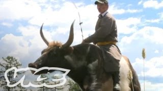 Racing Giant Yaks in Mongolia [upl. by Callery]