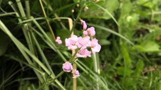 Cardamine pratensis quotPlenaquot  WiesenSchaumkraut Cuckoo Flower [upl. by Mazel]