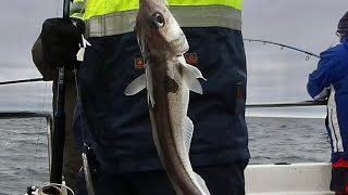 Fishing for North Sea Haddock Scotland [upl. by Malan]