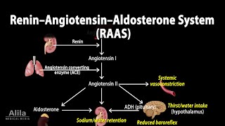 The Renin–Angiotensin–Aldosterone System RAAS Animation [upl. by Graubert]