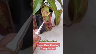 My Nepenthes feeding compilation 🐝👾 nepenthesplant pitcherplants carnivorousplants nepenthes [upl. by Tessil]