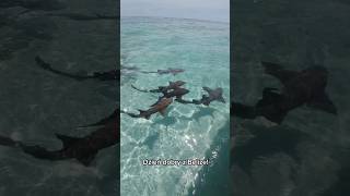 Caye Caulker podróże shark island belize vlogvideo vlog vlogvideo [upl. by Lebna902]