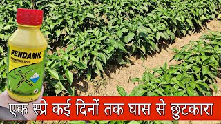 Pentamil  Pendimethalin 30ec  Herbicide  खरपतवार नाशक  Praveen Thakur [upl. by Svensen]