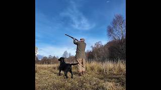 Incoming Pheasant Shooting with Labrador Retriever Gundog dog gundogtraining [upl. by Selhorst]