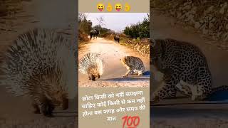 छोटा समझा था tiger [upl. by Alema]