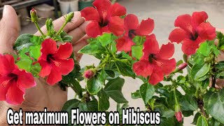 How to get maximum flower from hibiscus 100 Maximum blooming on hibiscus [upl. by Ytsur]