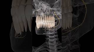 🦷Alveolar Nerves The Sensory Pathways of Your Teeth🦷🧠 anatomy internalorgans mediannerve [upl. by Modnar]