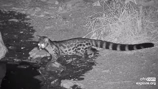 LargeSpotted Genet at Rosies Pan  africam  exploreorg [upl. by Boice]