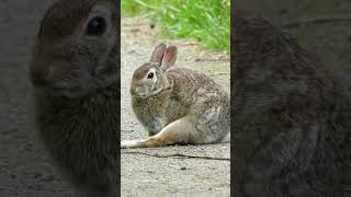 Rabbit sounds wildlife animalsounds [upl. by Avonasac260]